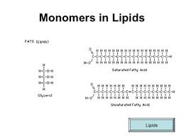 Image result for Lipid