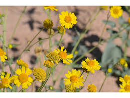 Image result for Verbesina encelioides