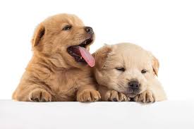 Our golden retriever puppies are already familiar with typical everyday sounds, such as washers, vacuums, telephones, etc. The Miniature Golden Retriever Small Teacup Totally Goldens