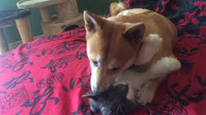 Do you have the best recipe? Are We Doing Enough For Our Dogs The Other End Of The Leash