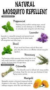Pin By Rachel Smith On Amy Mosquito Repelling Plants Diy Garden Table Backyard Eating