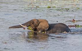 Baby hippos weigh 25 to 50 kg (55 and 110 lbs) and are born on average 127 centimeters (1.717 ft) in water. 15 Fun And Interesting Elephant Facts For Kids Childfun