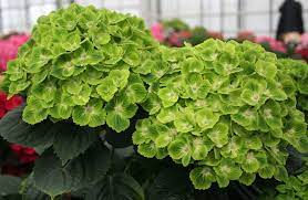 The color of individual varieties will change dramatically depending on season, climate, growing region and acidity. Hydrangea Everlasting Green Cloud Plants Nouveau