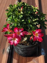 Image result for Ctenium somalense