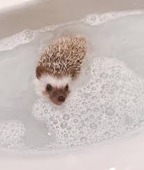Video was so cute i had to show it to my new subs! Toastie Tuesday Blup In The Bath Hedgehog