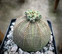 Image result for Kedrostis leloja