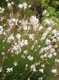 Maybe you would like to learn more about one of these? Gaura Whirling Butterflies Bluestone Perennials