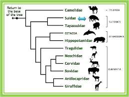 Sus Scrofa Domestica