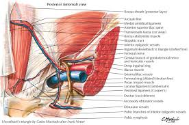 ka_3508 groin diagram female schematic wiring. Posterior Internal View Of Inguinal Area Diagram