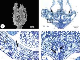 Image result for Mitrasacmopsis