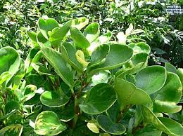 Image result for Peperomia fernandopoiana
