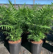 Image result for Chamaedorea elegans