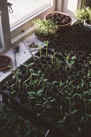 Raised gardening beds become a necessity in cases like this, when the soil is really rocky, full of tree roots, or otherwise difficult to cultivate. Growth Moestuin Planten Homestead Survival
