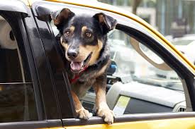 Maybe you would like to learn more about one of these? Great Dog Friendly Activities In New York City