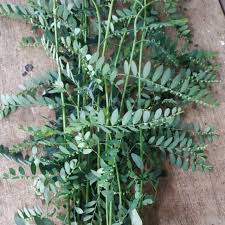 Check spelling or type a new query. Daun Meniran Segar 200 Gram Shopee Indonesia
