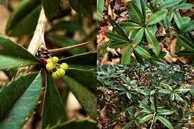 Image result for Berberis julianae
