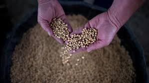 Produsen jual benih kedelai, benih kacang tanah, benih padi dan pupuk hidroponik ab mix yang terpercaya. Tingkatkan Produksi Kementan Siapkan 6 Varietas Unggul Kedelai