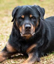Please contact the breeders below to find rottweiler puppies for sale in utah our german rottweilers are part of our family and we know your new puppy will become part of your. Veterinarian Hits The Road To Study Nation S Oldest Living Pet Dogs
