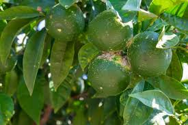 Even gardeners in cold climates can grow citrus in containers. What Is Citrus Scab Disease How To Get Rid Of Citrus Scab