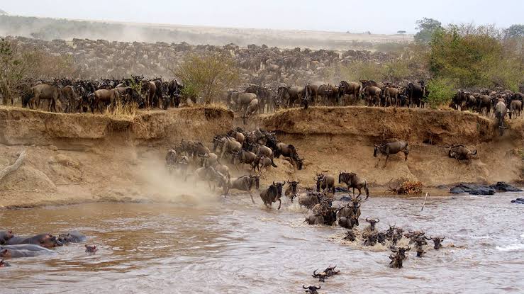 MAASAI MARA