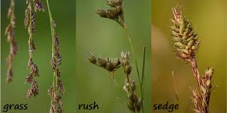 Image result for Cyperaceae