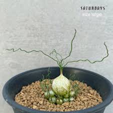 Image result for Bulbophyllum unifoliatum