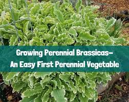 Image result for Brassica