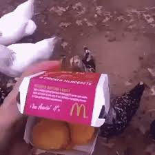 Man rushed to hospital after eating 413 chicken nuggets. 20 august 2018. Cannibalism Chicken Gif Cannibalism Chicken Nuggets Discover Share Gifs