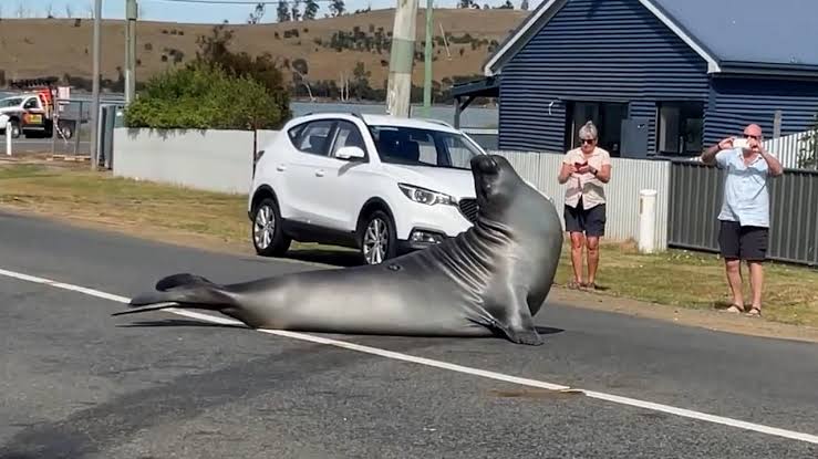'Neil the Seal' uses roadway as runway, soaks up spectator attention