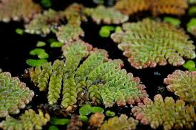 Image result for Azolla pinnata
