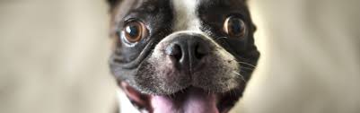 Small dog breeds come to be more and more popular to dog lovers around the globe for many reasons. Short Haired Dogs Best Breeds And Grooming Needs Petfinder