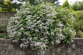 Image result for Ozoroa macrophylla
