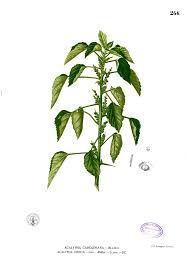 Image result for Acalypha lanceolata