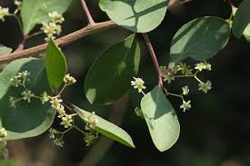 Image result for Gymnosporia senegalensis