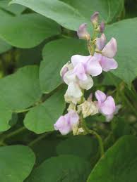 Image result for Lablab purpureus