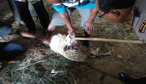 Pendaki bisa mengunjungi air terjun ini setelah melewati selter air panas dan kandang batu. Teror Macan Gunung Lawu 18 Ternak Mati Dimangsa