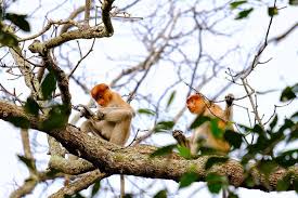 Kami mencari bekantan liar di pulau curiak dan video ini menjadi episode terakhir dari perjalanan saya di kalimantan. Terancam Punah Bekantan Monyet Hidung Panjang Asli Kalimantan