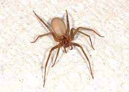 I found this little guy in my basement in nyc and decided to keep him as a pet and a cool addition to my arachnid collection. Loxosceles Spp Brown Recluse And Mediterranean Recluse Spiders Araneae Sicariidae