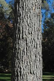 Image result for Eucalyptus cloeziana
