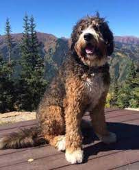 Check spelling or type a new query. Standard Bernedoodle Puppies Colorado Bernedoodles Of The Rockies