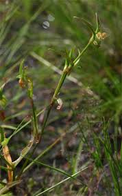 Image result for Commelina subulata