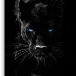 خلفيات الفهد الاسود wild animals pictures animals wild animals beautiful