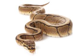 Python Definition And Meaning Collins English Dictionary