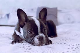 Chó to chó dễ thương pitbull terrier nòi giống chó animaux chó con. Cho Bull Co Máº¥y Loáº¡i Thong Tin CÆ¡ Báº£n Vá» Cac Dong Cho Bull Hiá»‡n Nay
