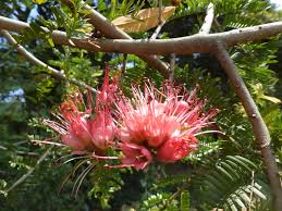 Image result for Schotia afra