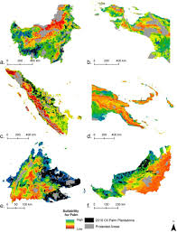 Two days later, the sarawak forestry corporation identified it as a sun bear from a nearby forest and said a recent flood had driven the animal to the plantation. Suitability Maps For Oil Palm Expansion By Region A Kalimantan Download Scientific Diagram