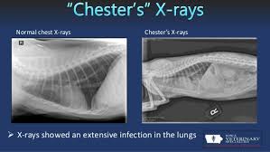 Primary lung cancer, or tumors originating in the lung, are relatively uncommon in dogs (less than 1% of all cancers in dogs), although the number has been increasing. Pneumonia In Cats Bow Wow Meow