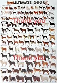 Ultimate Breeds Dog Poster More Than 100 Dogs Specie For Education Demonstration Ultimate Breeds Dog Poster Posters Dogs Dog Breeds Dog Poster Dog Images