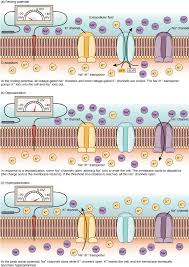 Membrane Potential - Wikipedia