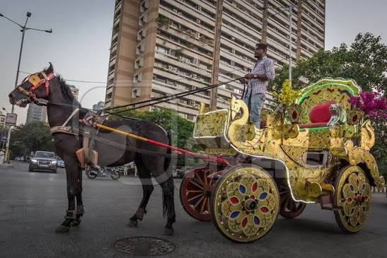 Mumbai carriage horse pulling golden Victoria carriage for tourist rides, India, 2016 : Anipixels